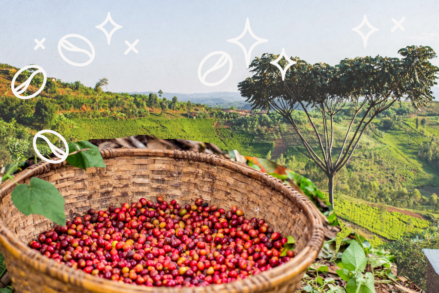 Origin Spotlight: Burundi