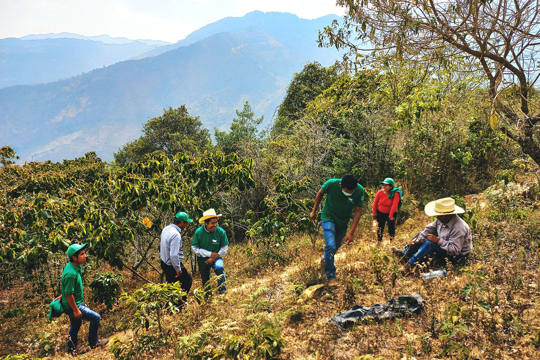 Origin Trip Report: Oaxaca and Chiapas, Mexico