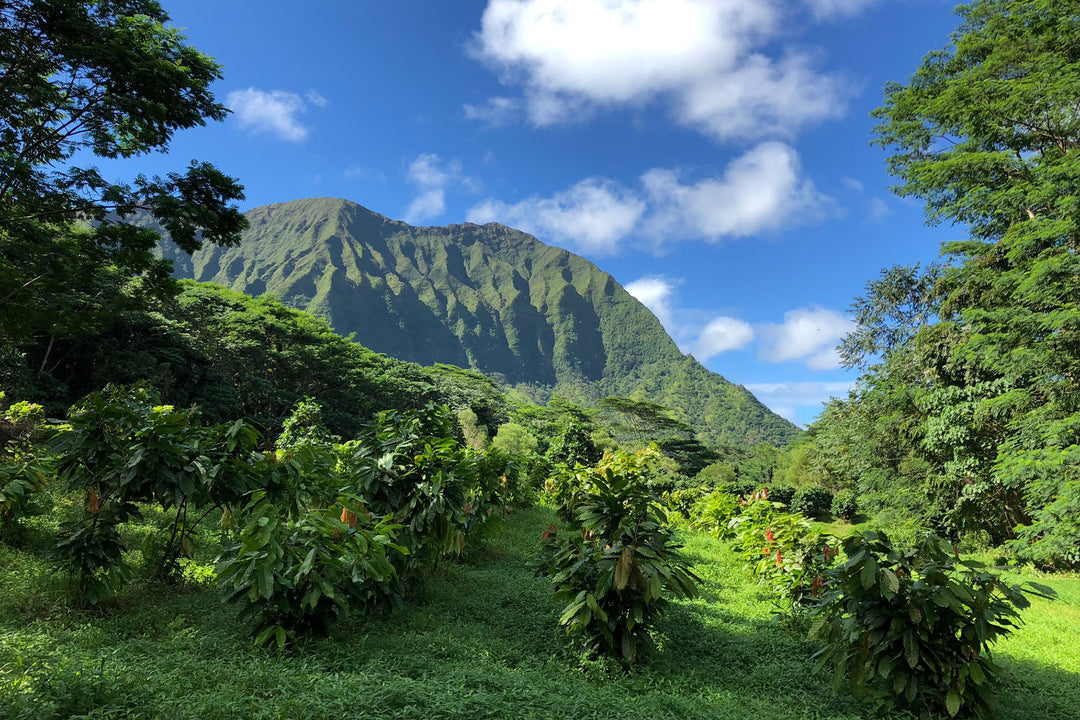 Origin Spotlight: Maunawili, Hawai'i