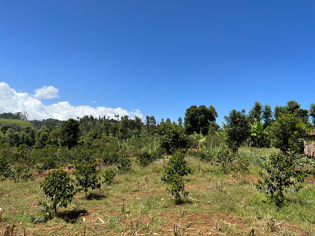 Giathugu AA Micro Lot 15