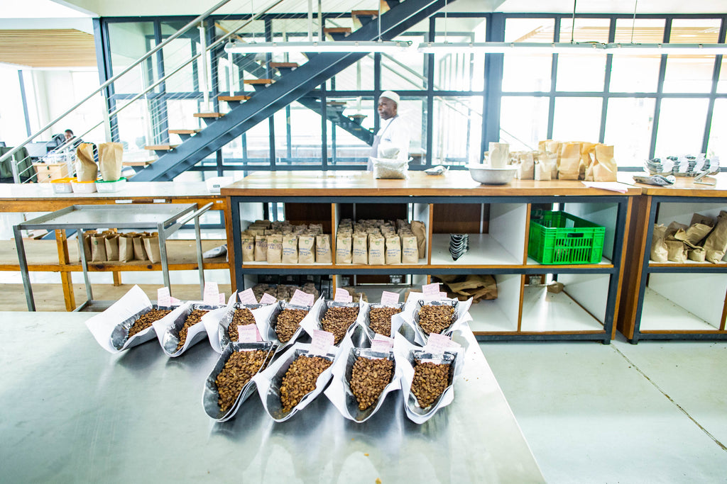 Kasheen Peaberry Micro Lot 12