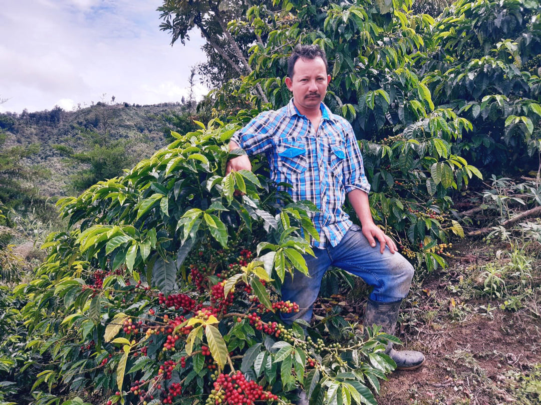 Colombia Alexander Vargas Pink Bourbon