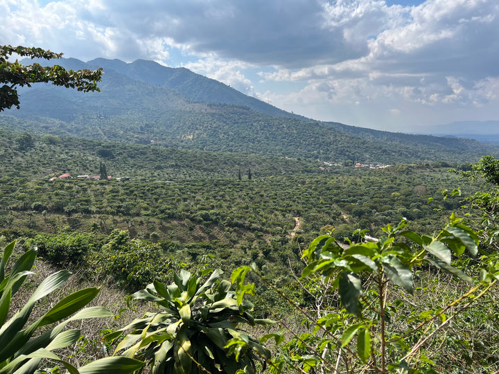 Ariz Family SL 28 Anaerobic Honey