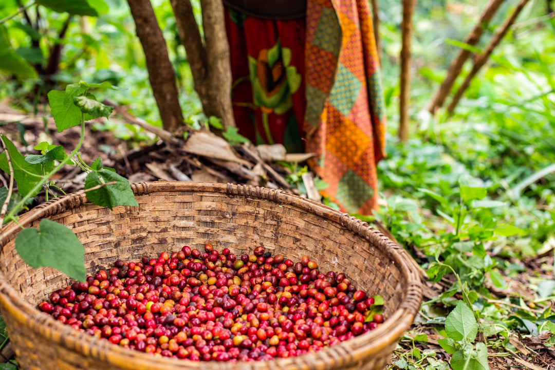 Burundi Mikuba Anaerobic Natural
