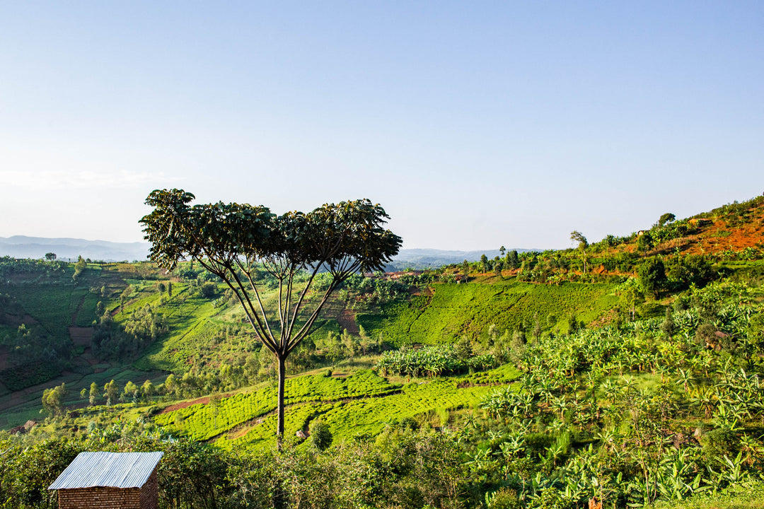 Burundi Mikuba Anaerobic Natural