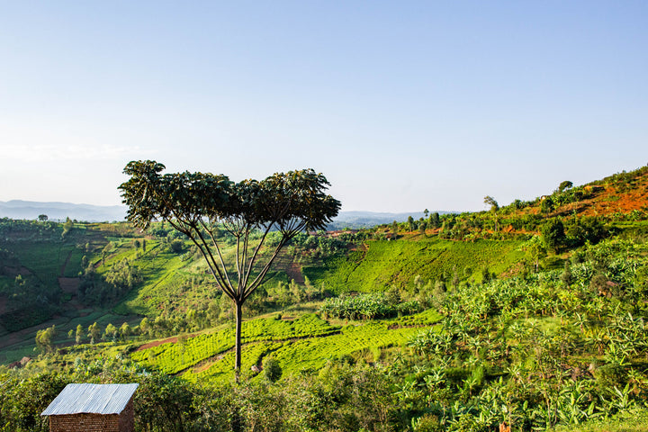 Burundi Mikuba Anaerobic Natural