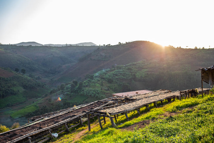 Burundi Processing Bundle - Olympia Coffee Roasting Company