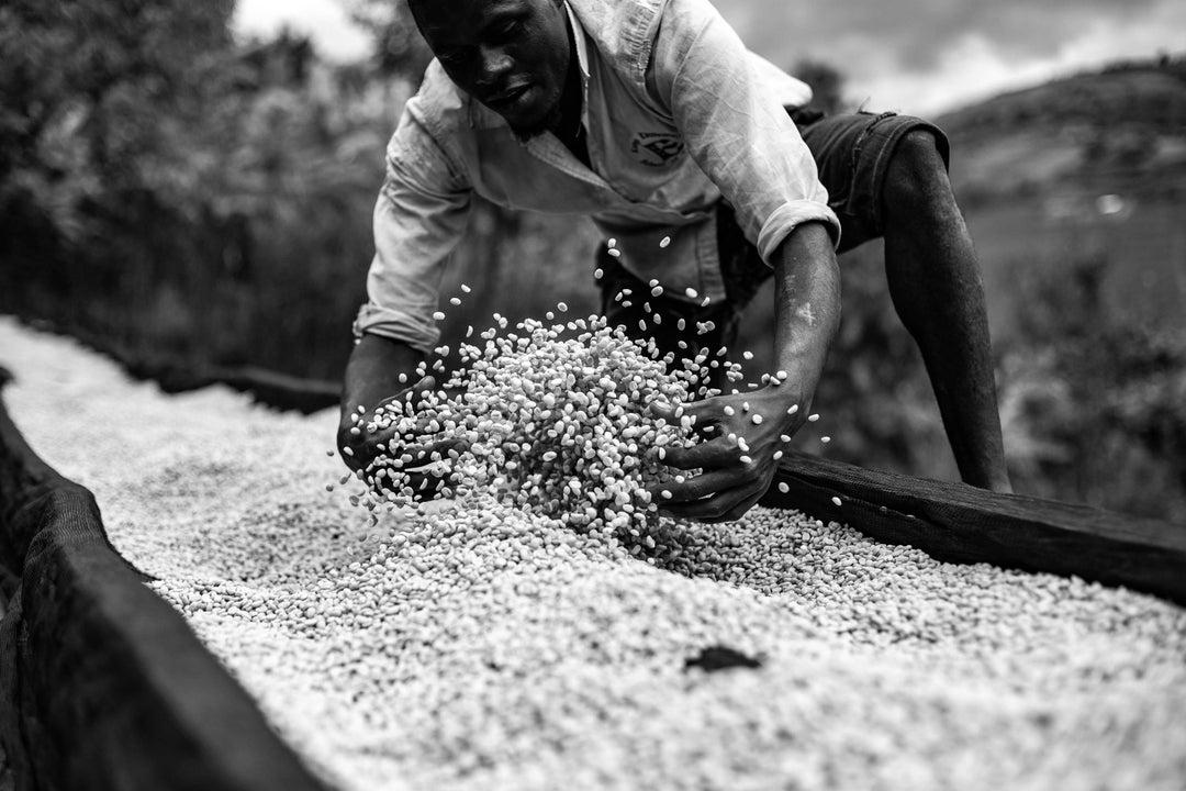 Burundi Processing Bundle - Olympia Coffee Roasting Company
