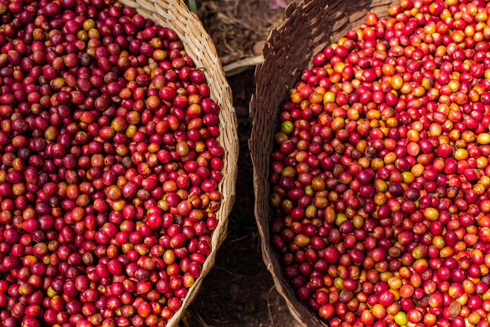 Burundi Mikuba Natural Micro Lot 1 - Olympia Coffee Roasting Company