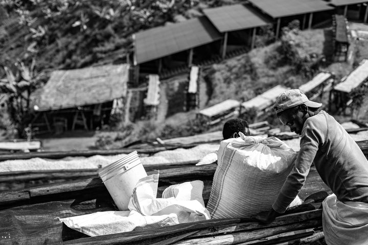Burundi Processing Bundle - Olympia Coffee Roasting Company