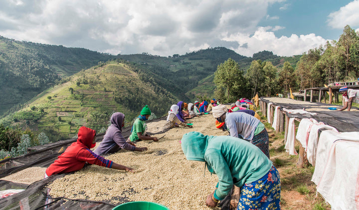 Rwanda Mbilima - Olympia Coffee Roasting Company