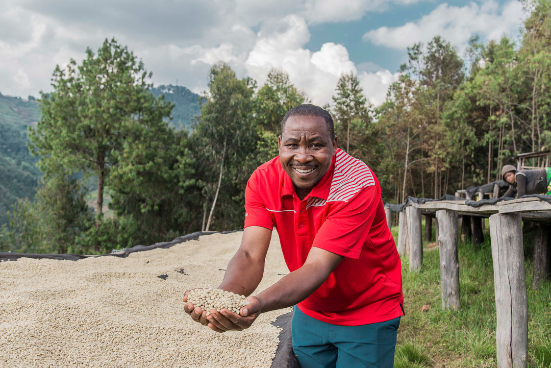 Rwanda Mbilima - Olympia Coffee Roasting Company