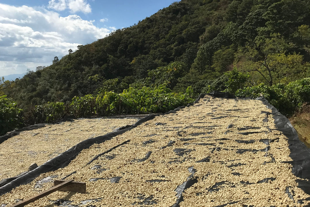 El Salvador Las Tres Estaciones – 1st Place Competition Lot
