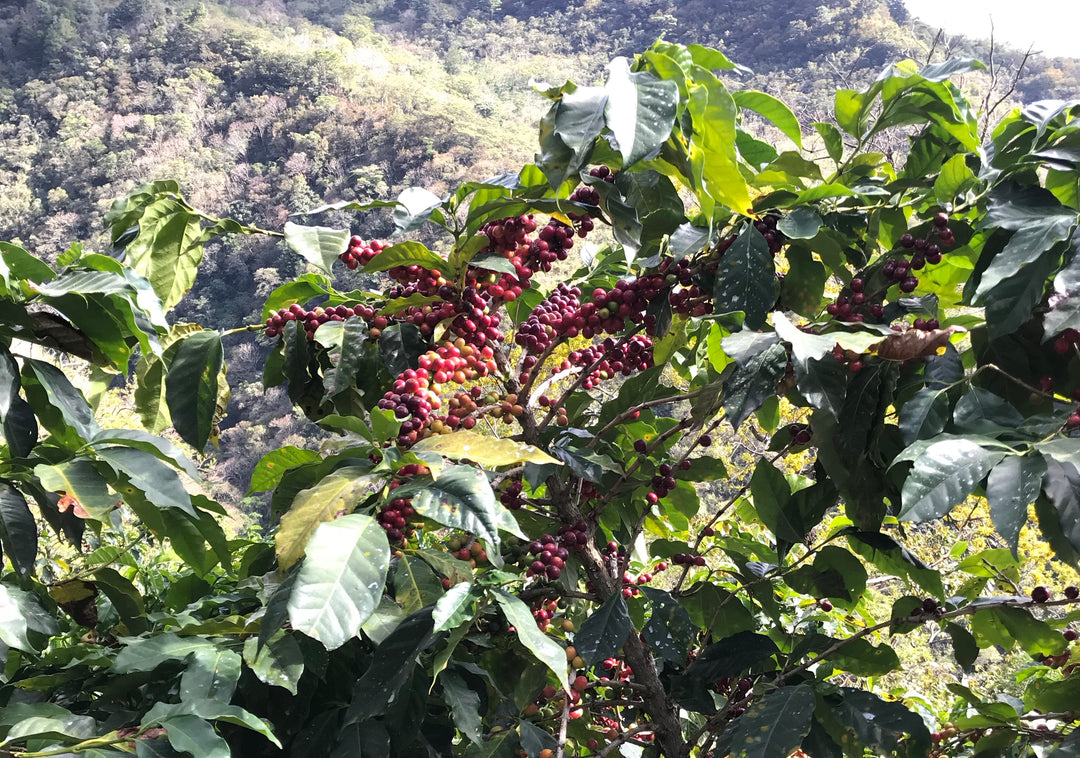 El Salvador Las Tres Estaciones – 1st Place Competition Lot