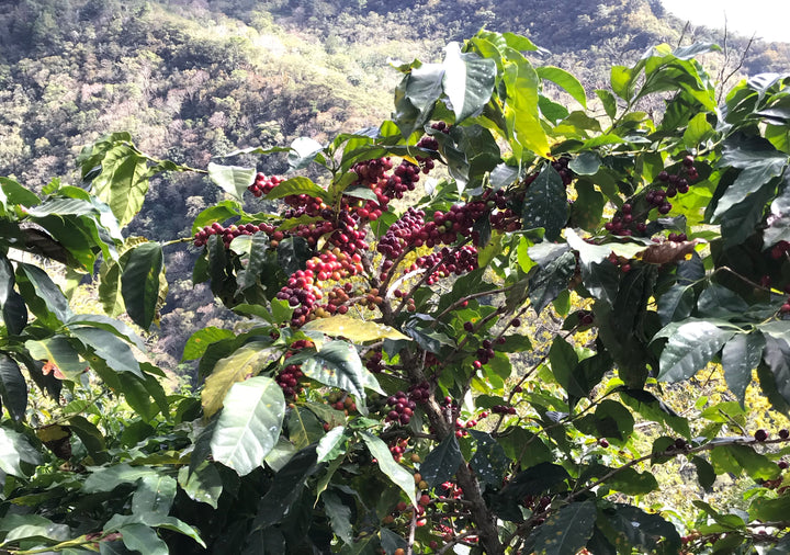 El Salvador Las Tres Estaciones – 1st Place Competition Lot