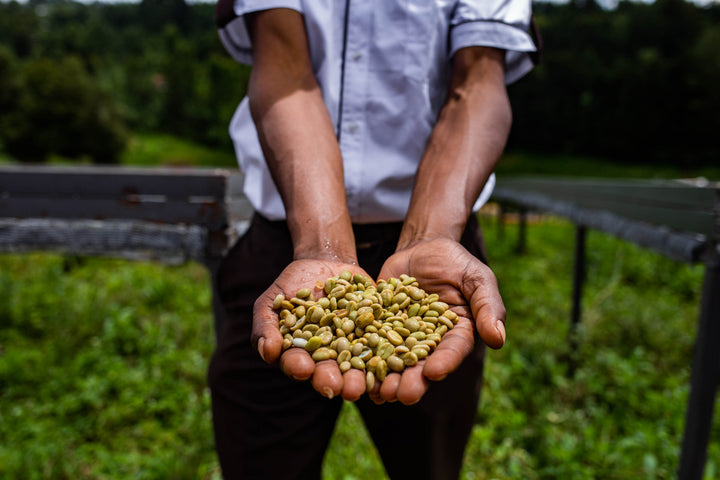 Kenya Gachathaini Peaberry Micro Lot 11