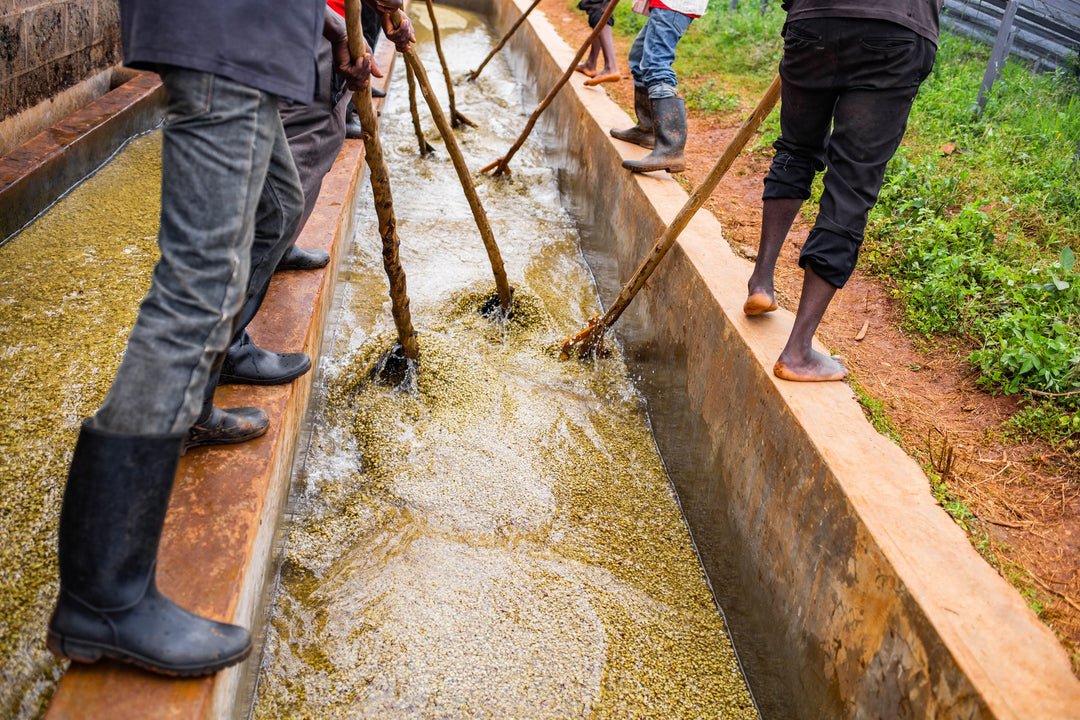Kenya Gachathaini Peaberry Micro Lot 11
