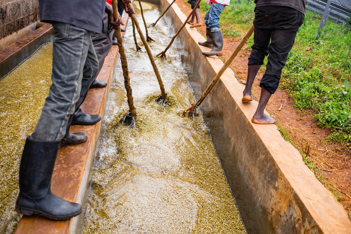 Kenya Gachathaini Peaberry Micro Lot 11