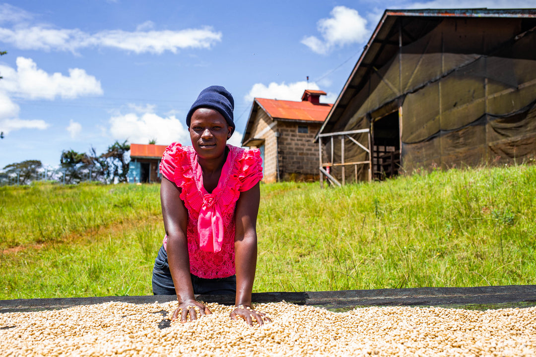 Kenya Kiunyu Peaberry Micro Lot 12