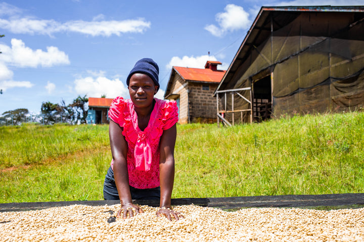 Kenya Kiunyu Peaberry Micro Lot 12