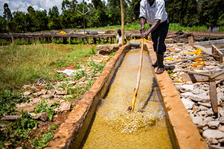 Kenya Kiunyu Peaberry Micro Lot 12