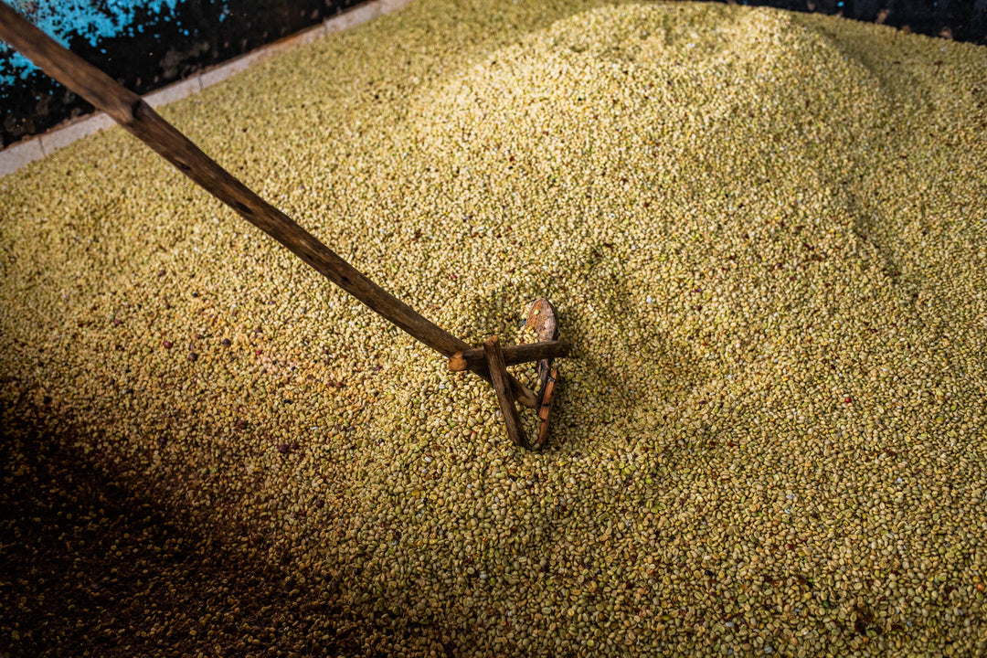 Kenya Boma Peaberry Micro Lot 12