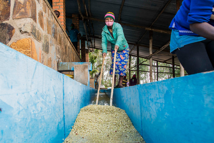 Rwanda Mbilima - Olympia Coffee Roasting Company