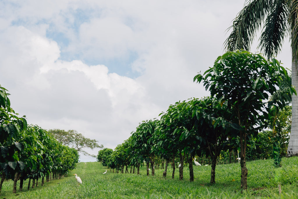 Monarch Kona Gesha: Natural Carbonic Maceration