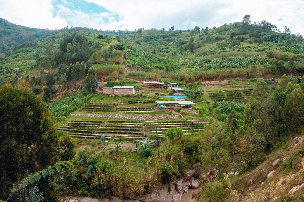Rwanda Shyira - Olympia Coffee Roasting Company