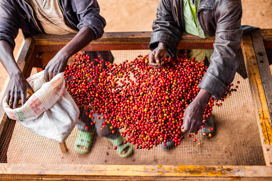 Gitwe Natural Micro Lot 4