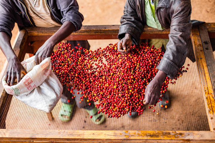 Gitwe Natural Micro Lot 4