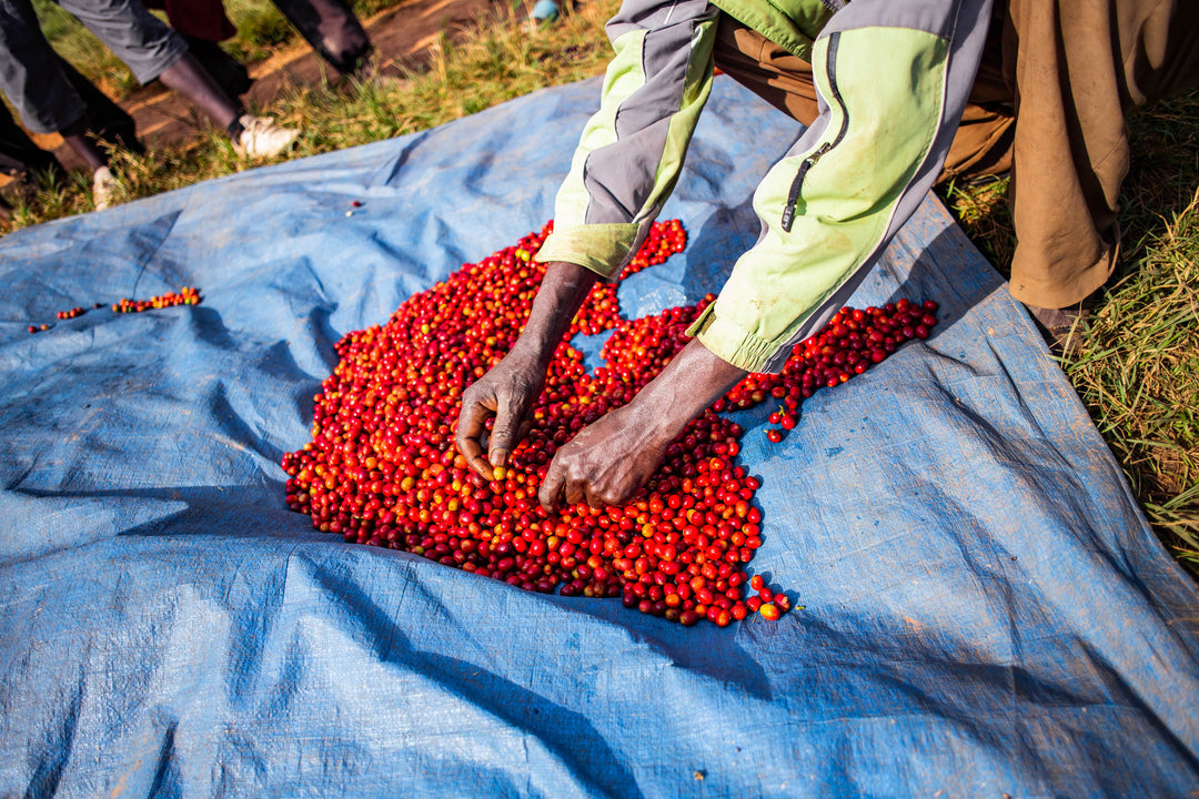 Gitwe Natural Micro Lot 4