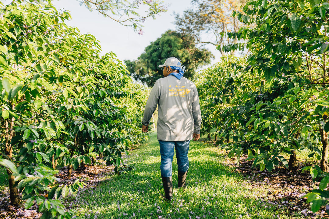 Hawaii Monarch Kona Gesha Anaerobic Natural